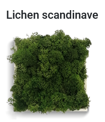 Lichen vert logo végétal