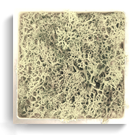 carré lichen Crème