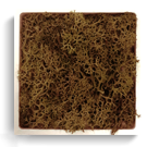 carré lichen marron