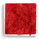 carré lichen rouge