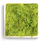 carré lichen vert citron