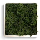 carré lichen vert