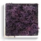 carré lichen Violet