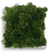 carré lichen vert végétal naturel